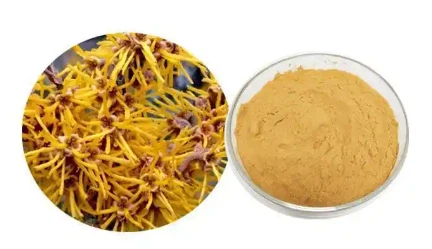 Jodugar Hazel bargi ekstrakti kukuni 10: 1